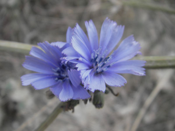IMGP0797