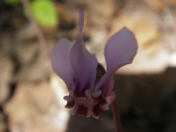 IMGP0807